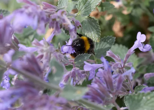 Bee amongst Catmint This nature macro photograph shows a bee nestled among the catmint flowers, which are characterized by their distinctive purple hue and lush green leaves. Taken in the afternoon during the summer season, the image captures the insect actively foraging amongst the plants and flowers, highlighting the important role bees play in pollination. The close-up view allows for detailed observation of both the bee and the catmint, illustrating the intricate relationship between insects and flowering plants.